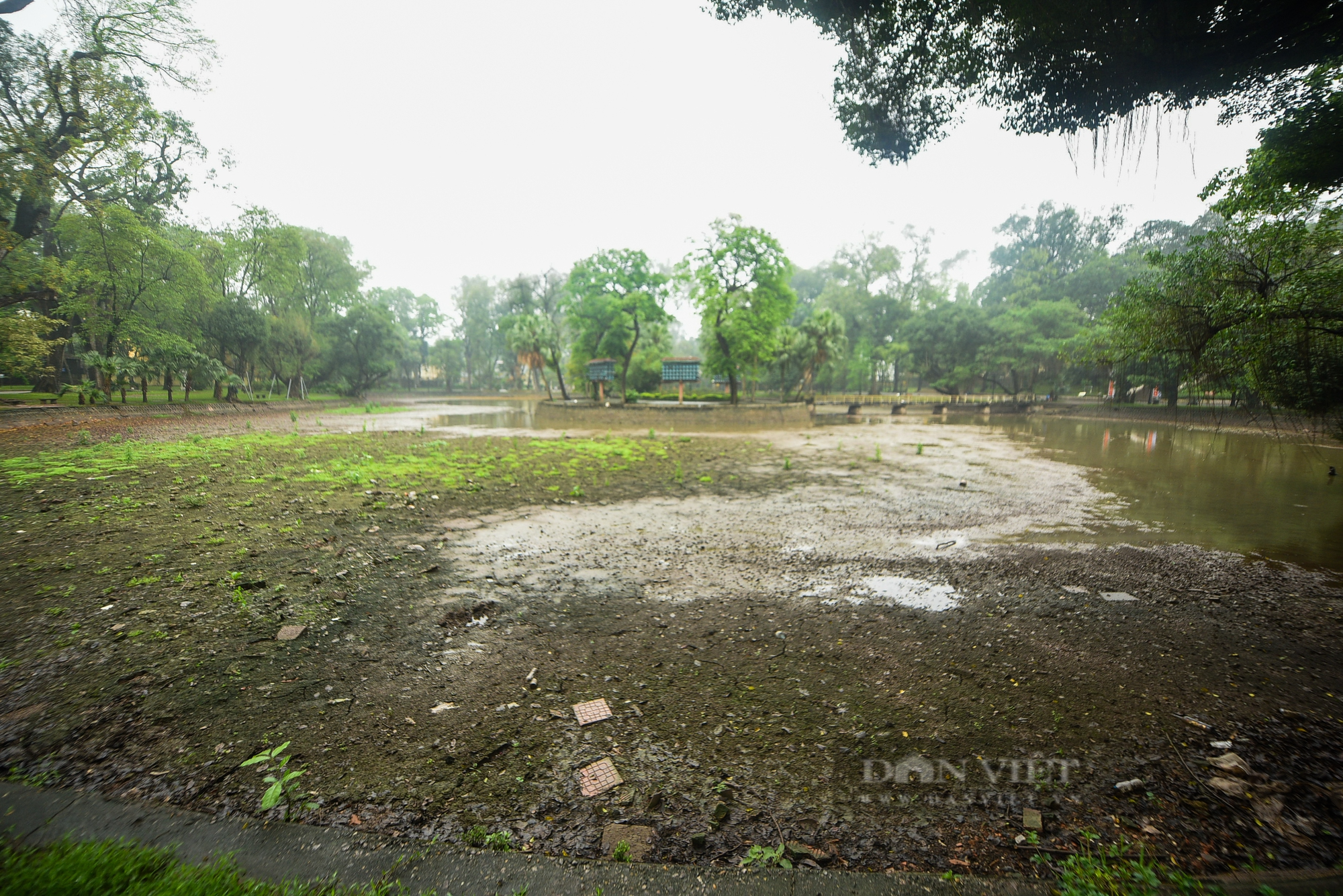 Nhiều cây cổ thụ hơn 100 tuổi chết khô ở công viên Bách Thảo Hà Nội - Ảnh 13.