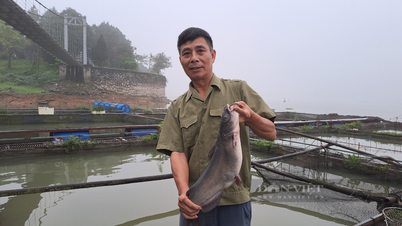 Nuôi loài cá lăng đặc sản trên lòng hồ Núi Cốc, ông nông dân Thái Nguyên đăng ký xây dựng thương hiệu OCOP - Ảnh 3.