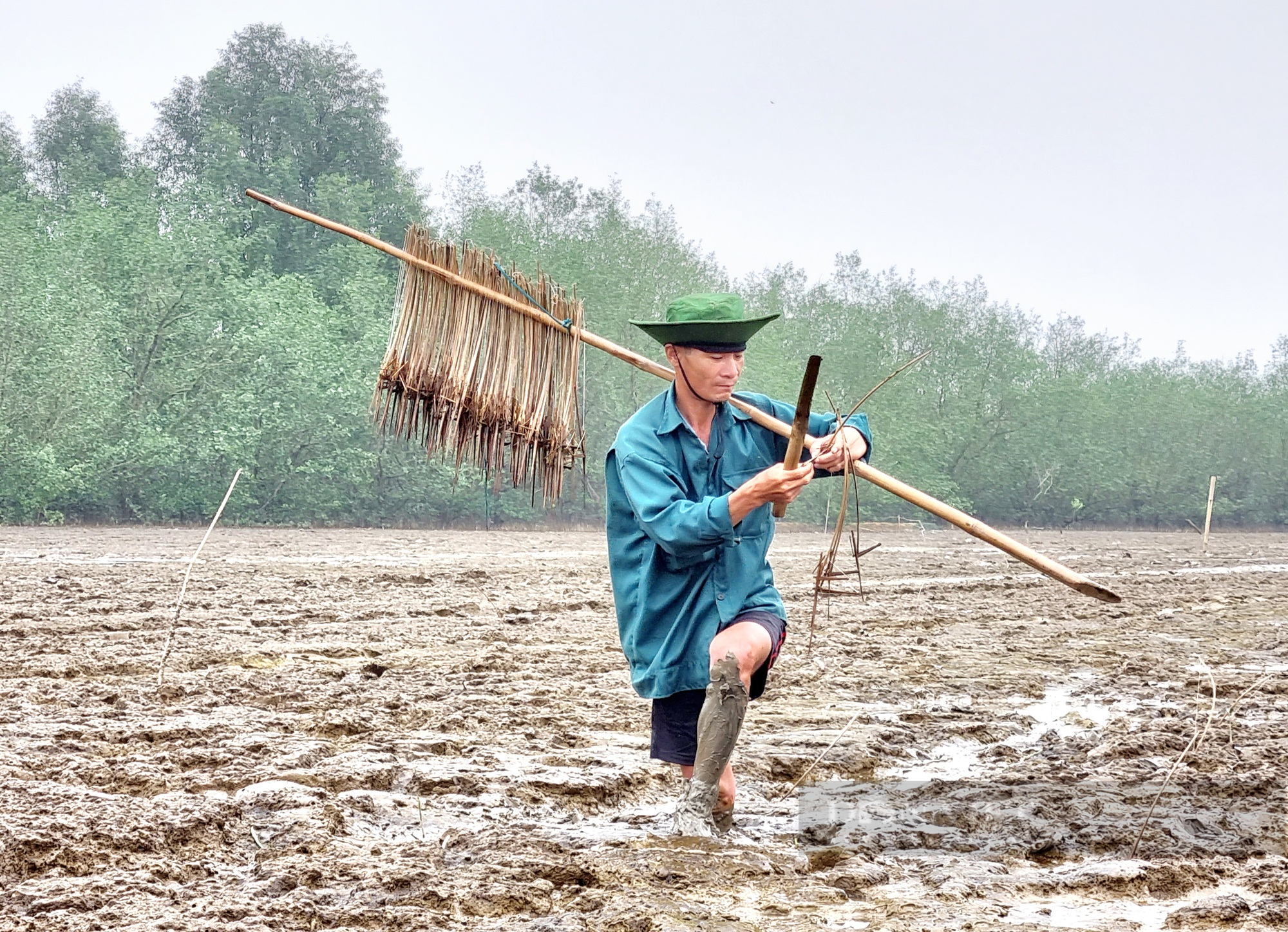 Rừng ngập mặn Đa Lộc “lá chắn xanh” bảo vệ người dân vùng ven biển - Ảnh 7.