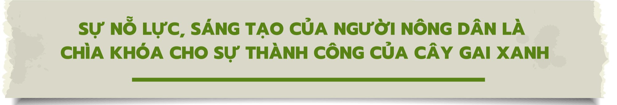 Hoàn thiện và nâng cao quy trình sản xuất vùng nguyên liệu cây gai xanh - Ảnh 6.