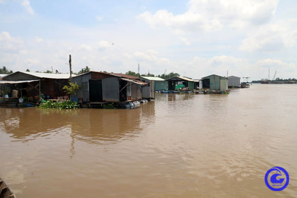 Loại cá màu hồng toàn tập này đang tăng giá tốt ở Tiền Giang, nhà nào có xúc lên bán là có lời ngay - Ảnh 1.