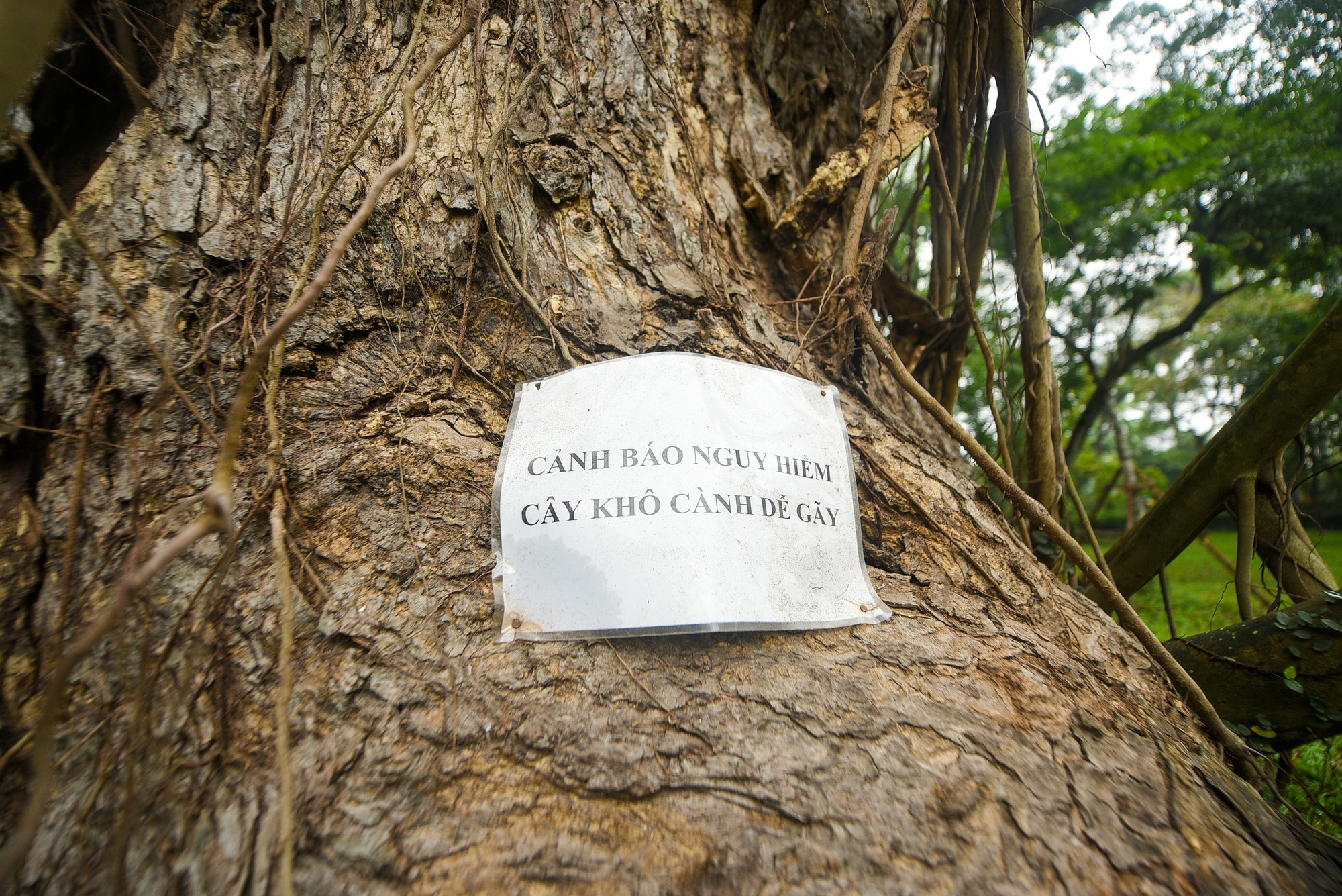 Nhiều cây cổ thụ hơn 100 tuổi chết khô ở công viên Bách Thảo Hà Nội - Ảnh 7.