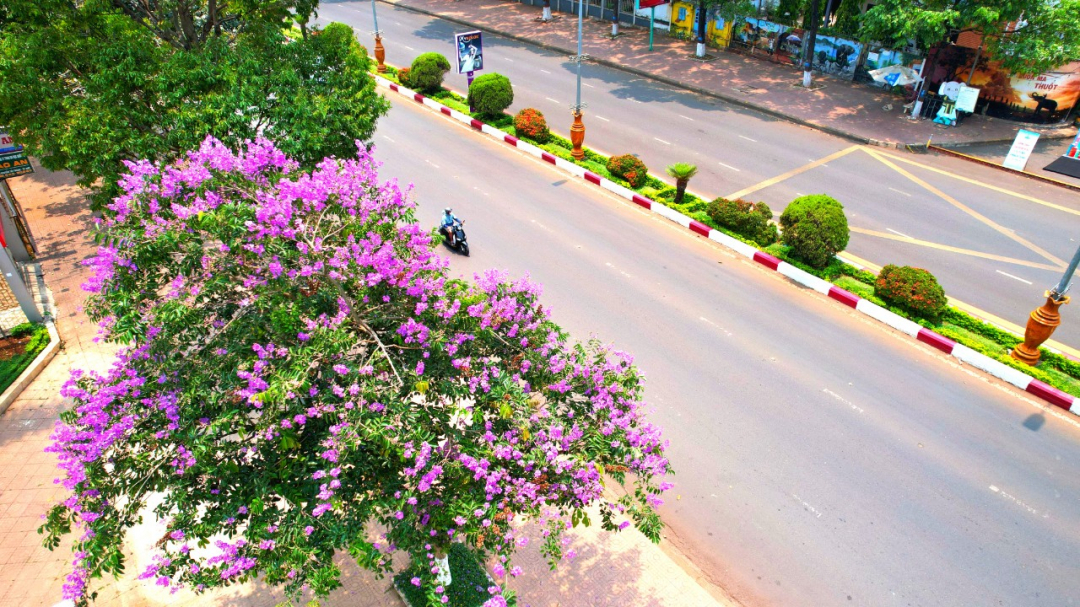 Đây mới loại hoa đang hot nhất ở một thành phố của Đắk Lắk, dân tình nhiều người &quot;đốn tim&quot; - Ảnh 3.
