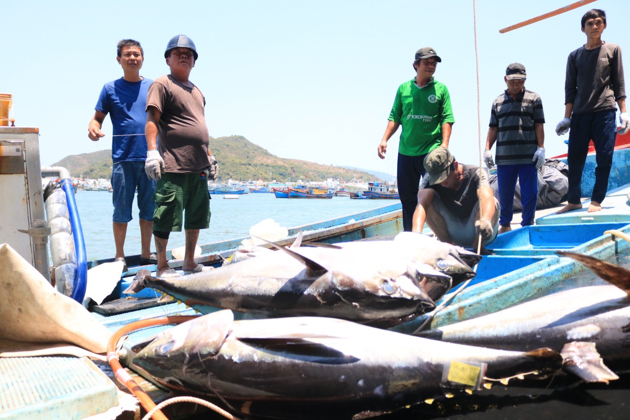 Bảo quản &quot;cá tiền tỷ&quot; đánh bắt ở Khánh Hòa bằng công nghệ mới, bắt được cá to ngư dân sẽ hết lo - Ảnh 1.