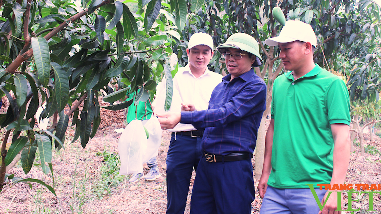 Sơn La: Bao trái cây phục vụ tiêu thụ và xuất khẩu - Ảnh 5. Sơn La: Bao trái cây phục vụ tiêu thụ và xuất khẩu - Ảnh 5.