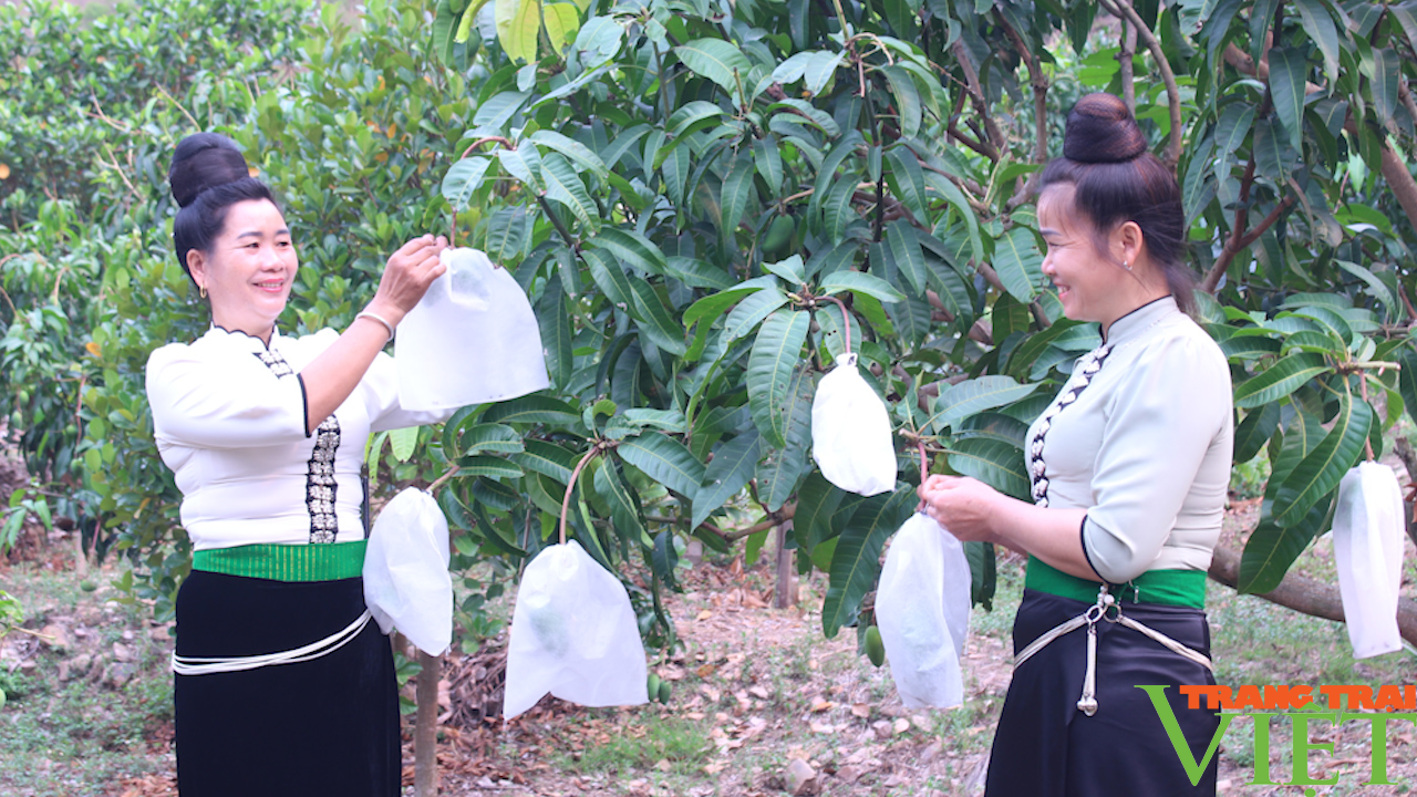 Sơn La: Bao trái cây phục vụ tiêu thụ và xuất khẩu - Ảnh 6. Sơn La: Bao trái cây phục vụ tiêu thụ và xuất khẩu - Ảnh 6.
