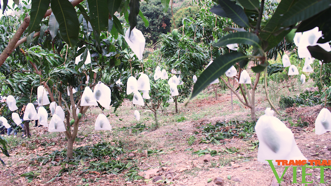 Sơn La: Bao trái cây phục vụ tiêu thụ và xuất khẩu - Ảnh 8.