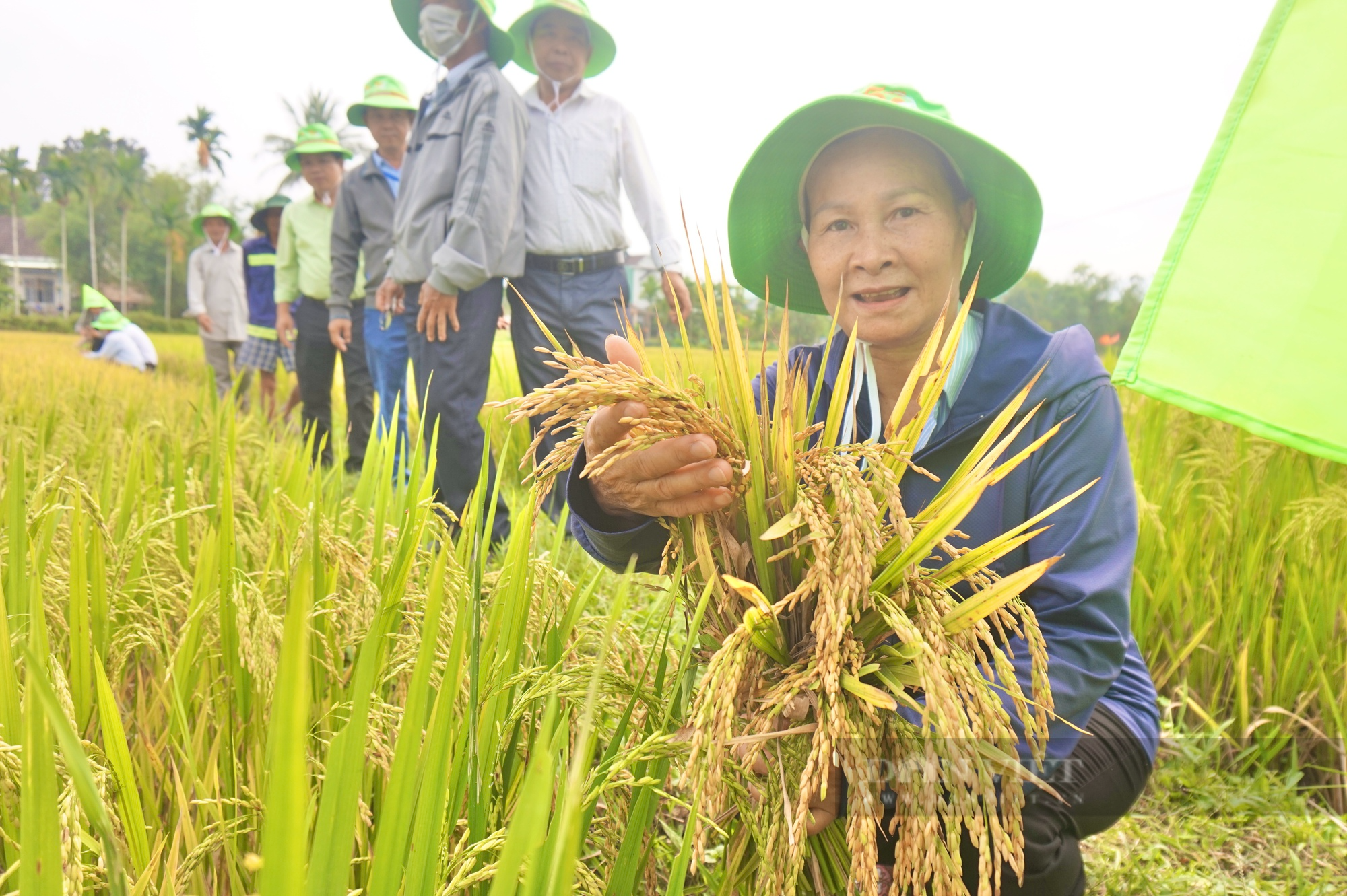 Giống lúa TBR97 &quot;đẻ khoẻ&quot;, nông dân xứ Quảng kỳ vọng vụ mùa bội thu - Ảnh 4.