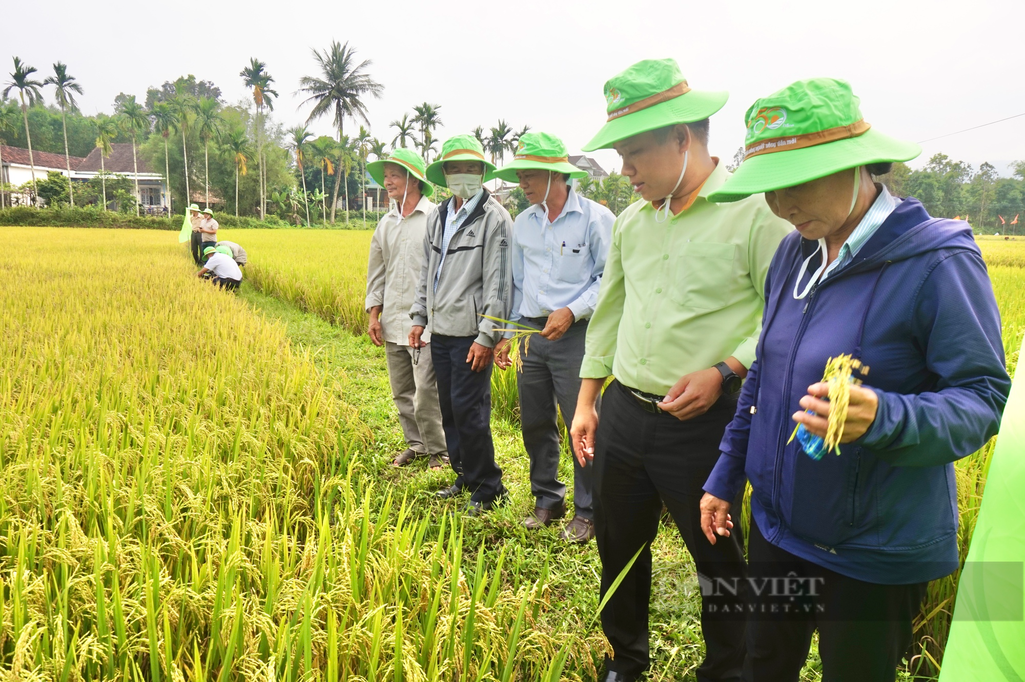 Giống lúa TBR97 &quot;đẻ khoẻ&quot;, nông dân xứ Quảng kỳ vọng vụ mùa bội thu - Ảnh 6.