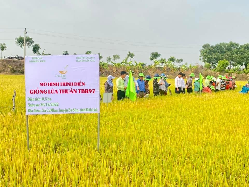 Giống lúa TBR97 - Bông hậu mới nổi sinh tồn mạnh mẽ đất Tây Nguyên - Ảnh 1.