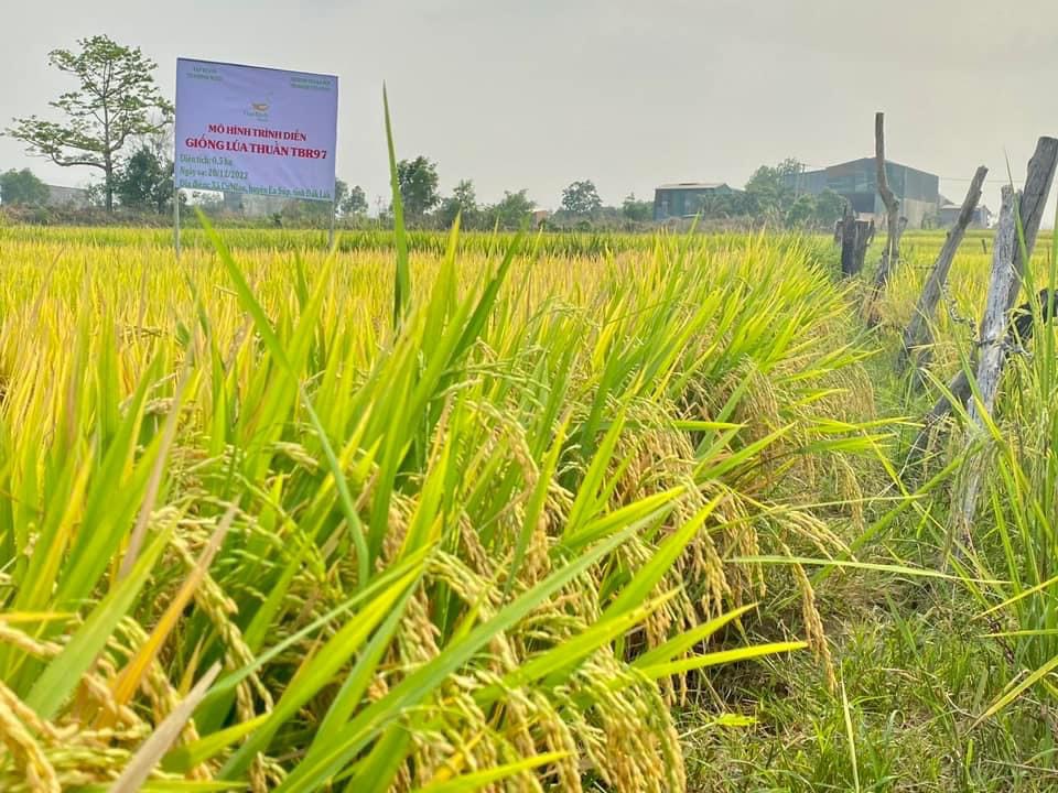 Giống lúa TBR97 - Bông hậu mới nổi sinh tồn mạnh mẽ đất Tây Nguyên - Ảnh 2.