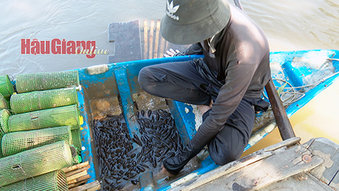 Cá bống trứng, cá bống dừa vào mùa khi nước kênh xuống thấp ở Hậu Giang, dân đi bắt kiếm bộn tiền - Ảnh 1.