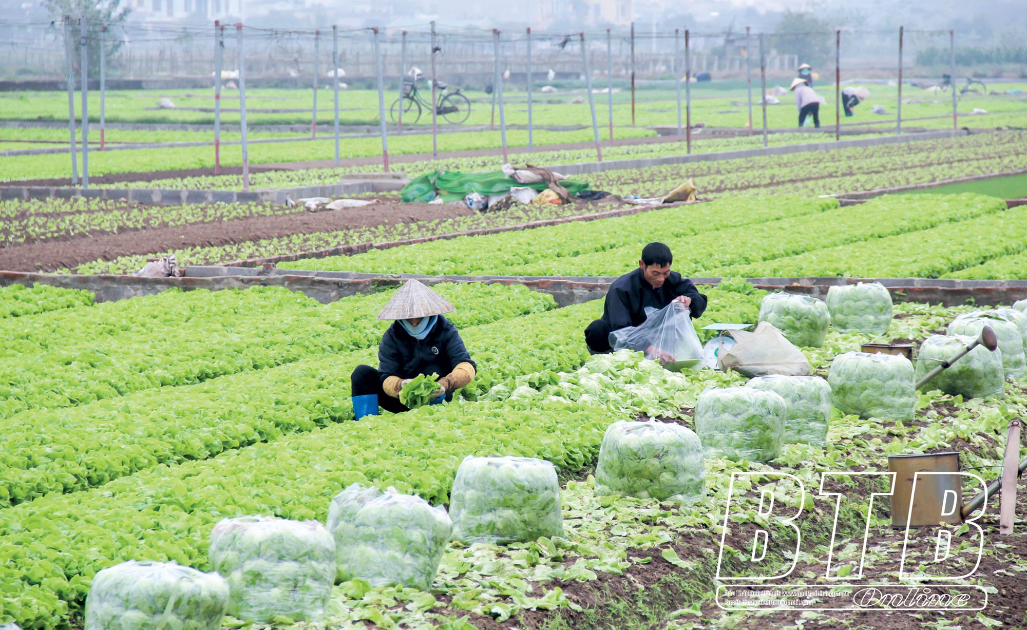 Tây Lương, vùng đất của tỉnh Thái Bình sở hữu một loại gạo ngon nức tiếng - Ảnh 1.