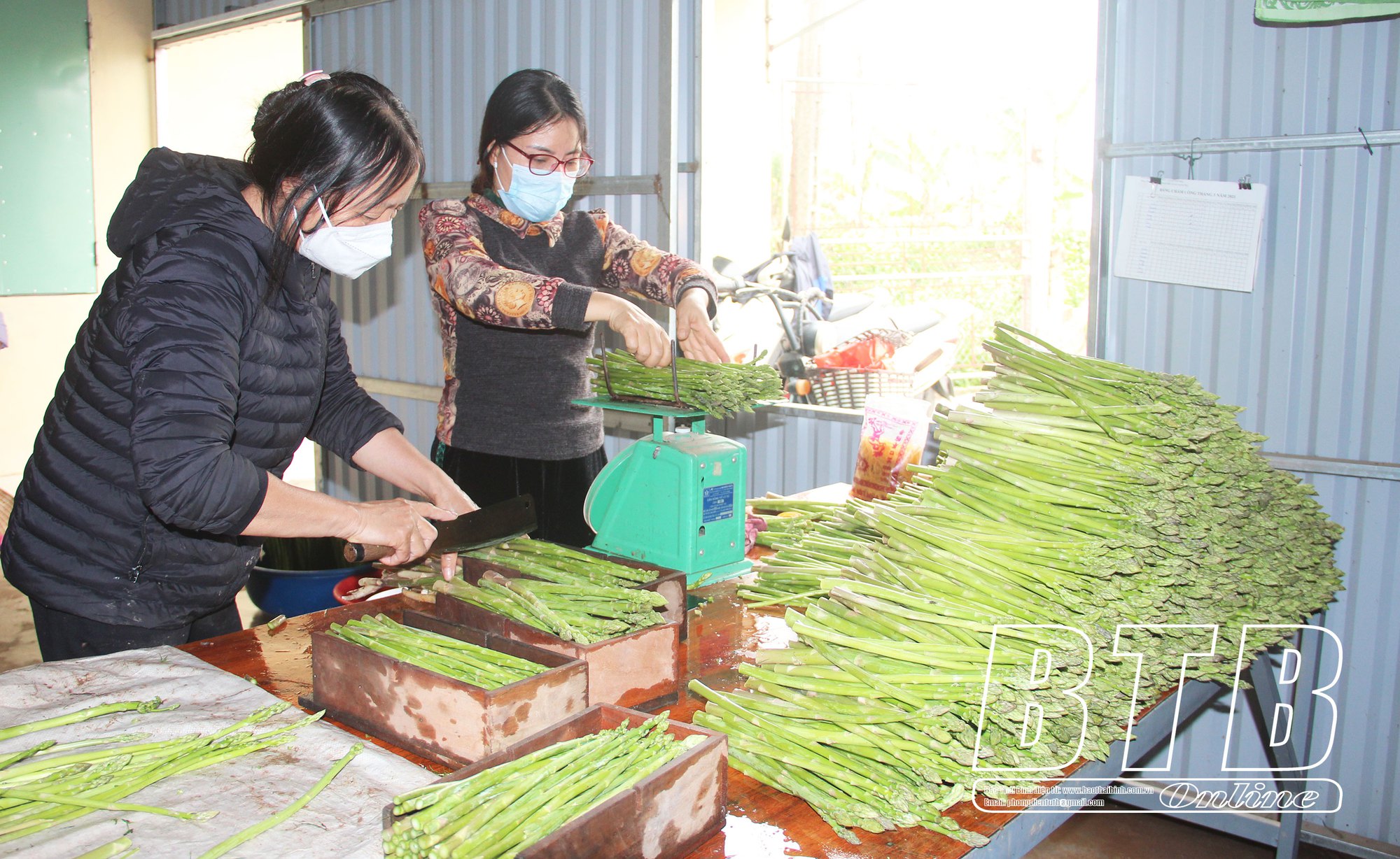 Tây Lương, vùng đất của tỉnh Thái Bình sở hữu một loại gạo ngon nức tiếng - Ảnh 2.