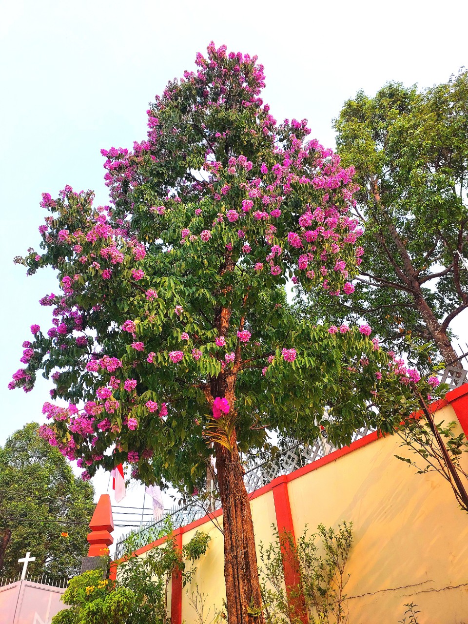 Đây mới loại hoa đang hot nhất ở một thành phố của Đắk Lắk, dân tình nhiều người &quot;đốn tim&quot; - Ảnh 6.