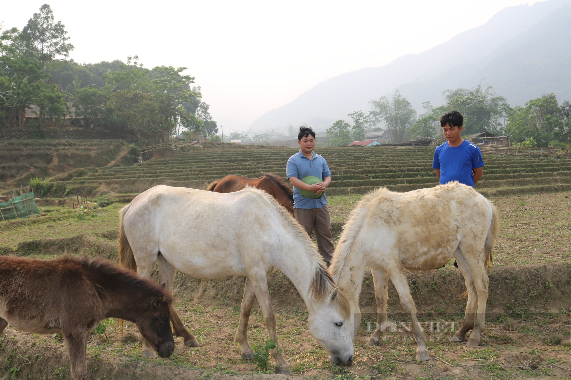 Nuôi ngựa hàng hóa, giúp đồng bào Mông Lào Cai giảm nghèo - Ảnh 2.