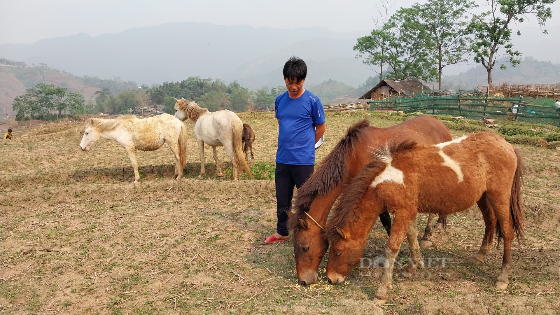 Nuôi ngựa hàng hóa, giúp đồng bào Mông Lào Cai giảm nghèo - Ảnh 3.