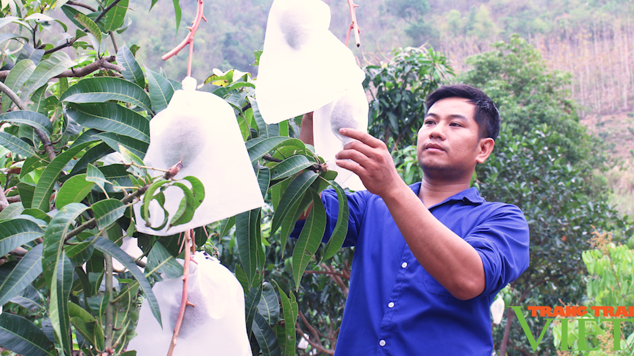 Sơn La: Linh hoạt nhiều phương án tiêu thụ, xuất khẩu trái cây - Ảnh 2.