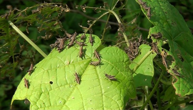 Loài côn trùng vừa xuất hiện đã ăn sạch 42ha cây trồng của nông dân ở Cao Bằng, cần diệt trừ nhanh - Ảnh 1.