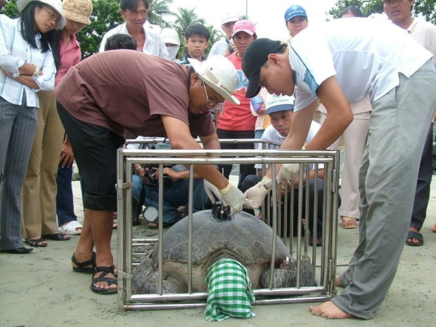 Một loài bò sát &quot;khổng lồ&quot; đang đẻ nhiều Vườn Quốc gia nổi tiếng của Bà Rịa-Vũng Tàu, ghép đôi ngay mép nước - Ảnh 3.