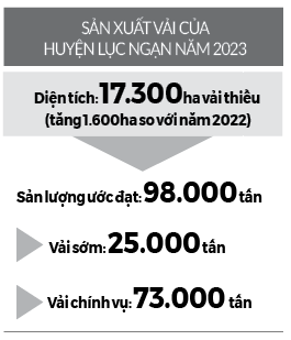 Lục Ngạn sẵn sàng đón mùa vải chín - Ảnh 2.