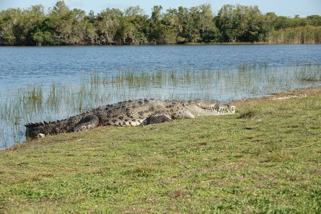 Nhiếp ảnh gia kể chuyện săn ảnh con cá sấu khổng lồ ở Mỹ - Ảnh 2.