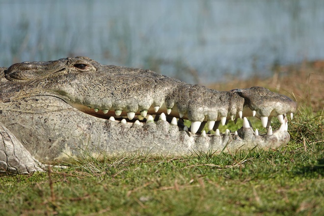 Nhiếp ảnh gia kể chuyện săn ảnh con cá sấu khổng lồ ở Mỹ - Ảnh 3.