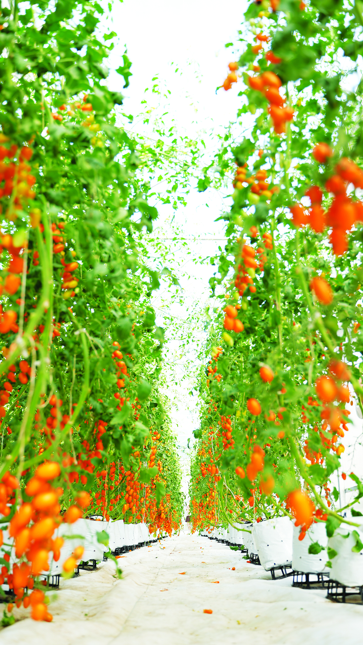 Chàng kỹ sư điện Tây Ninh bỏ nghề về trồng vườn cà chua đẹp &quot;phát hờn&quot;, người vào ra chụp ảnh, quay phim - Ảnh 6.