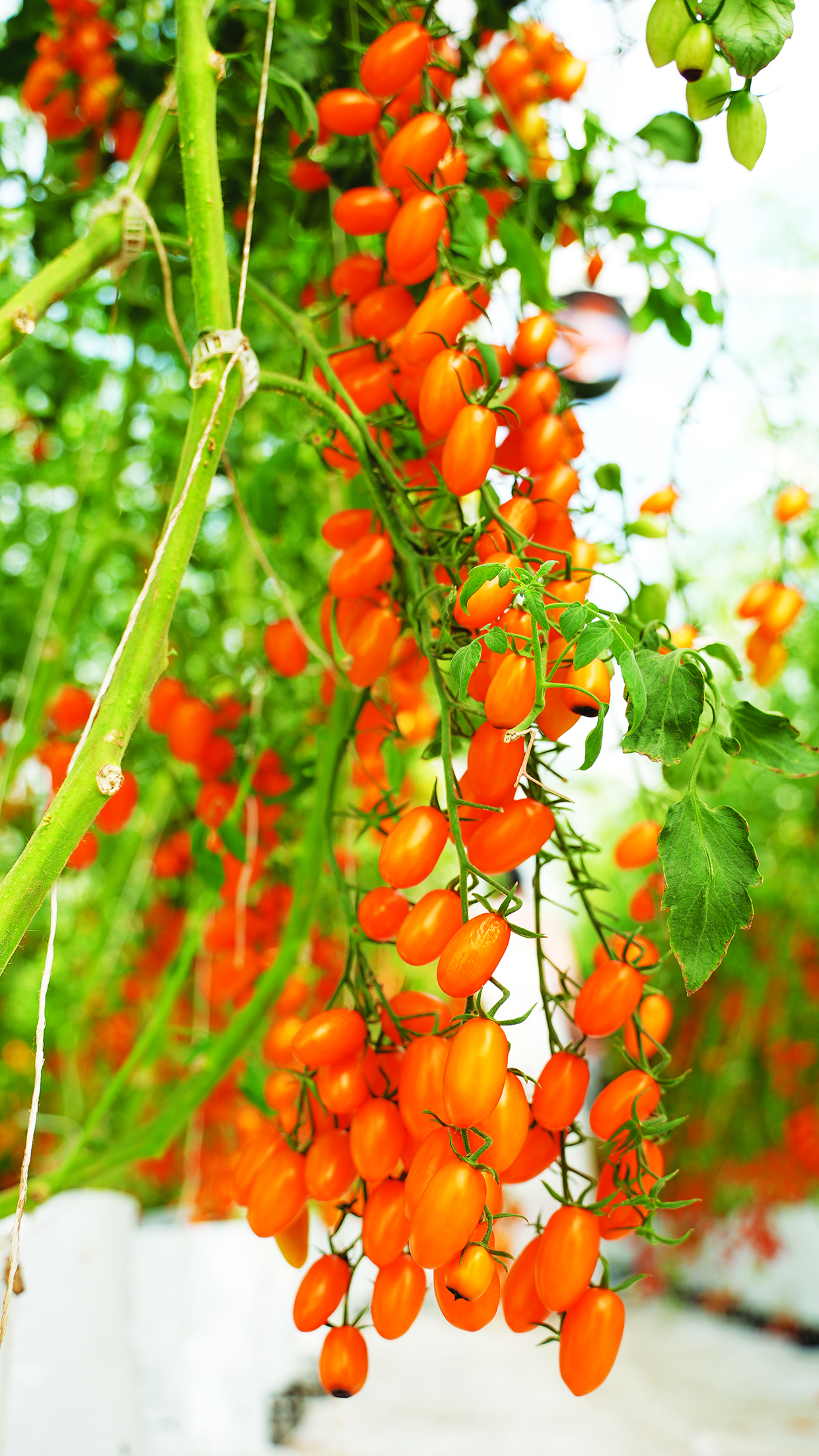 Chàng kỹ sư điện Tây Ninh bỏ nghề về trồng vườn cà chua đẹp &quot;phát hờn&quot;, người vào ra chụp ảnh, quay phim - Ảnh 5.