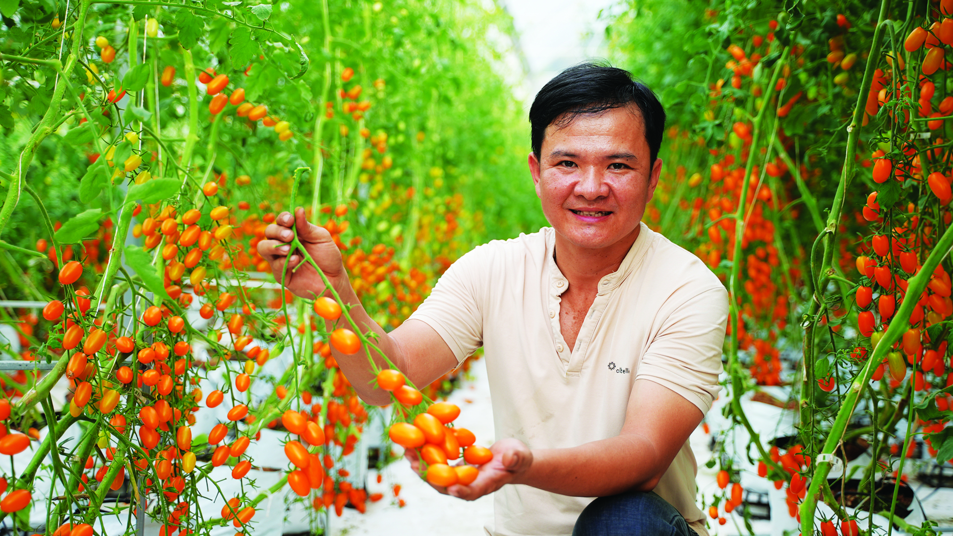Chàng kỹ sư điện Tây Ninh bỏ nghề về trồng vườn cà chua đẹp &quot;phát hờn&quot;, người vào ra chụp ảnh, quay phim - Ảnh 1.