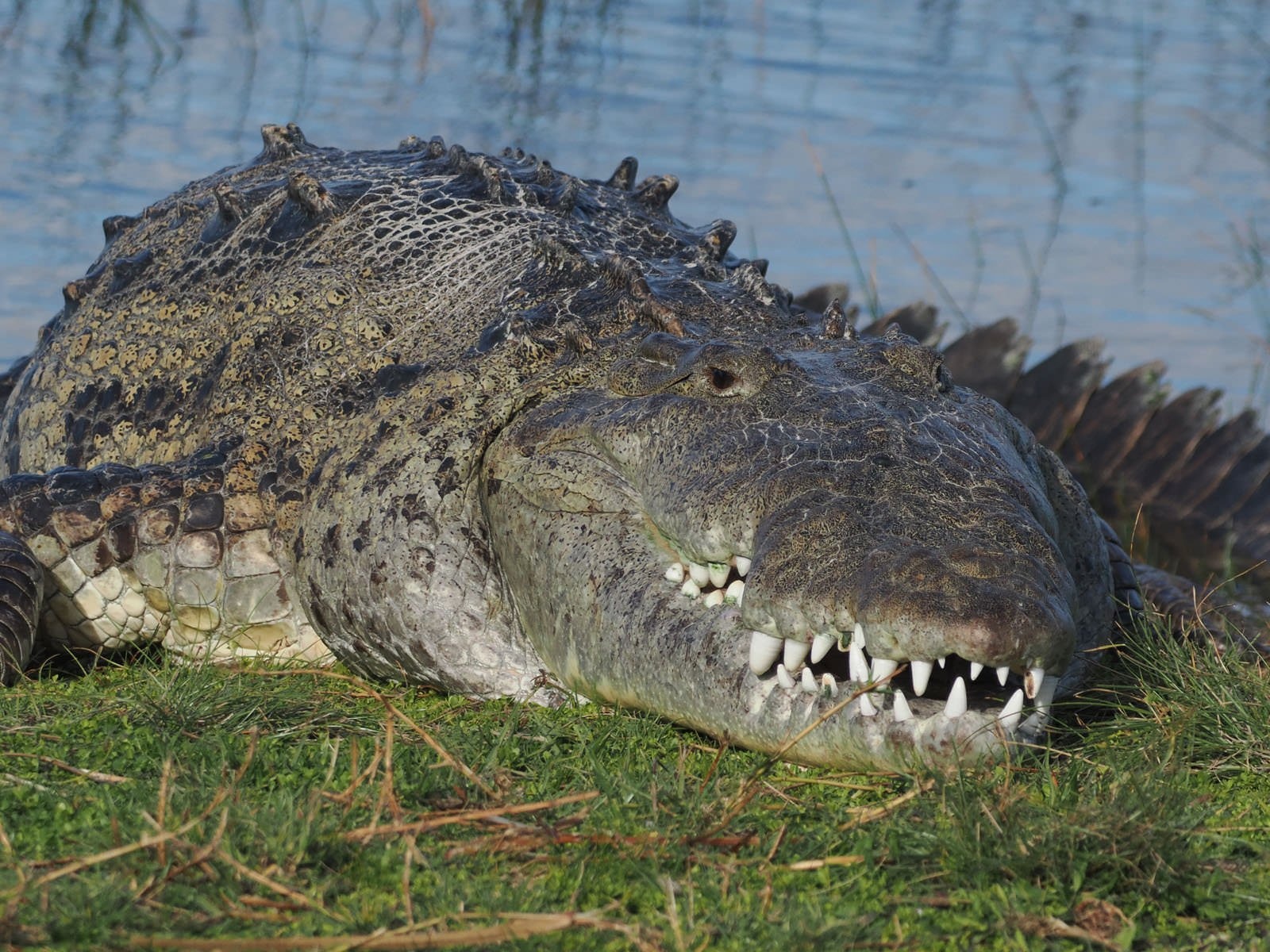 Nhiếp ảnh gia kể chuyện săn ảnh con cá sấu khổng lồ ở Mỹ - Ảnh 4.