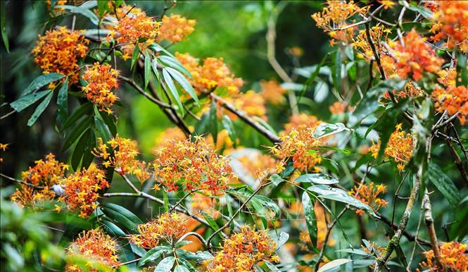 Sắc hoa Vàng Anh đẹp lạ ở Phong Nha - Kẻ Bàng - Ảnh 4.