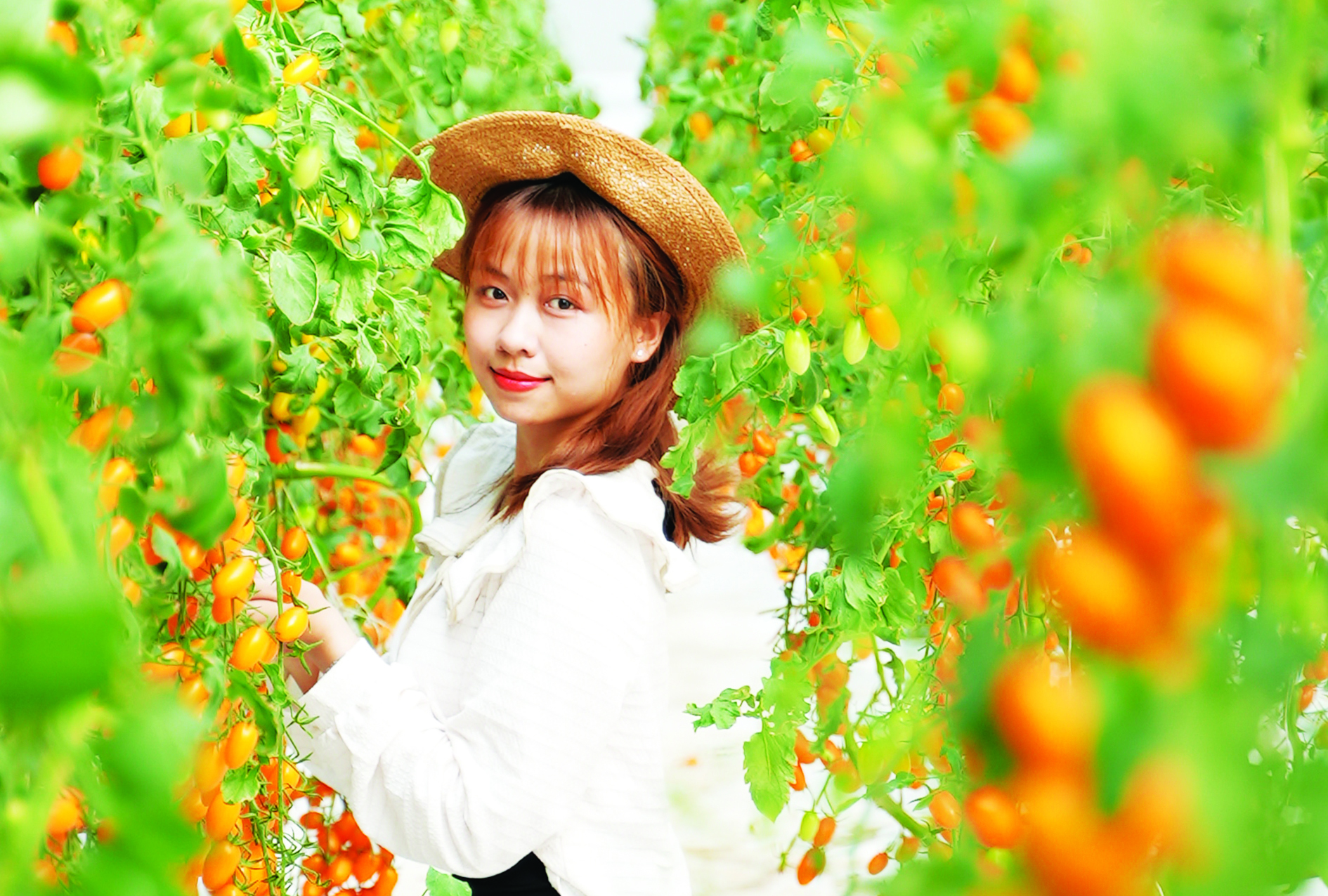 Chàng kỹ sư điện Tây Ninh bỏ nghề về trồng vườn cà chua đẹp &quot;phát hờn&quot;, người vào ra chụp ảnh, quay phim - Ảnh 7.