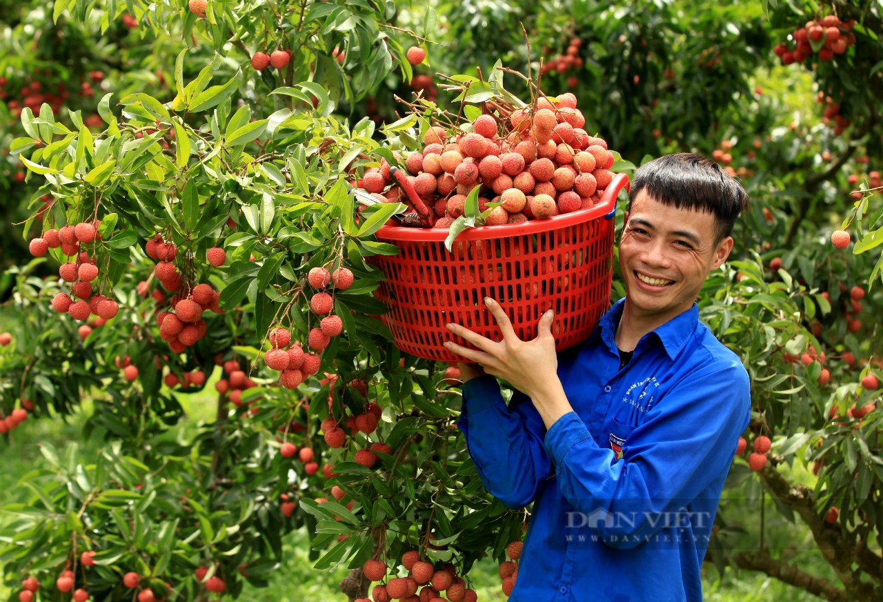 Một huyện của tỉnh Bắc Giang muốn xuất khẩu 43.300 tấn một loại trái cây đặc sản - Ảnh 1.