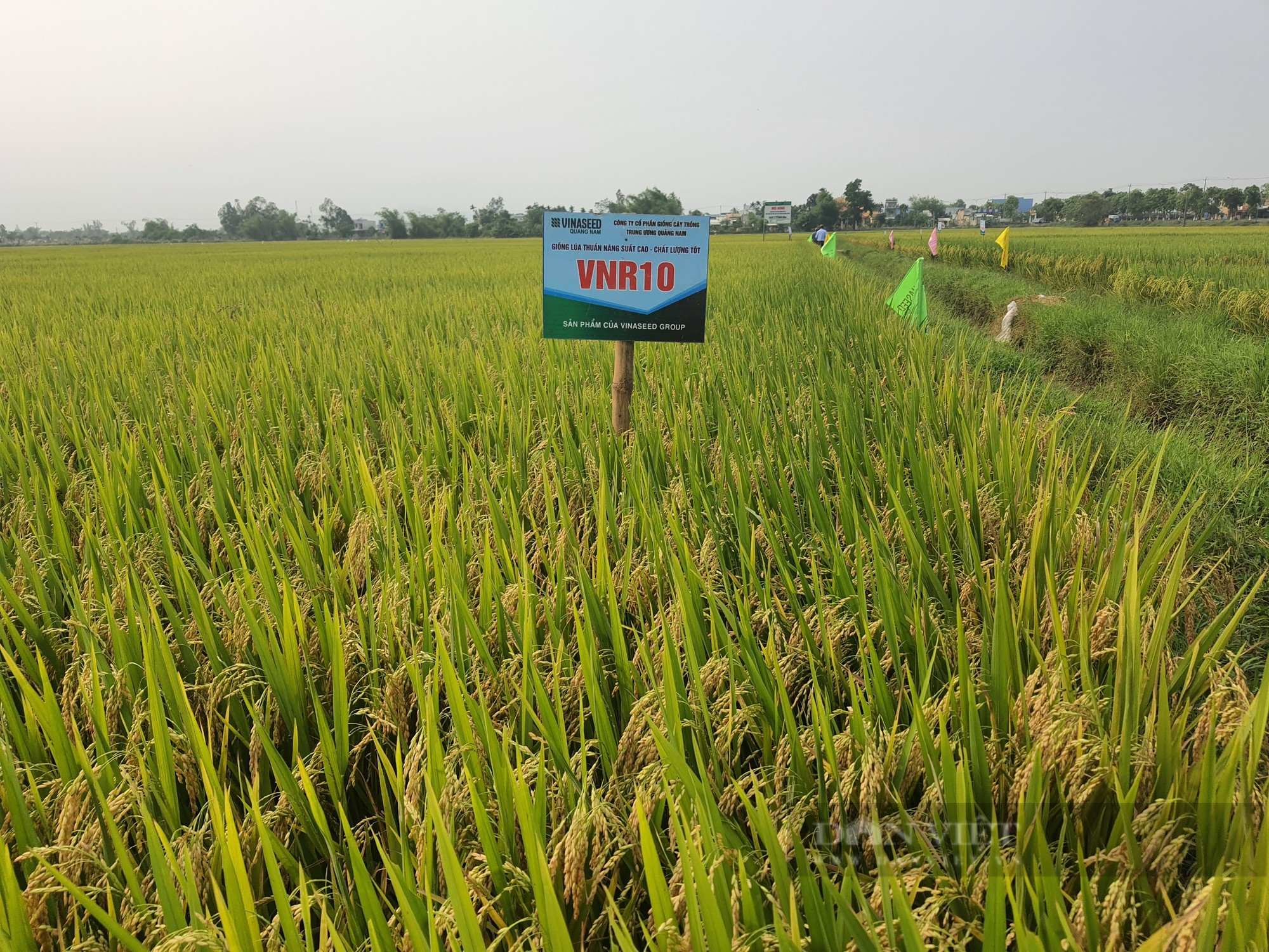 Hai giống lúa của Vinaseed Group tuy mới đưa vào canh tác một, hai vụ nhưng đã gây “thương nhớ” với nông dân - Ảnh 2.