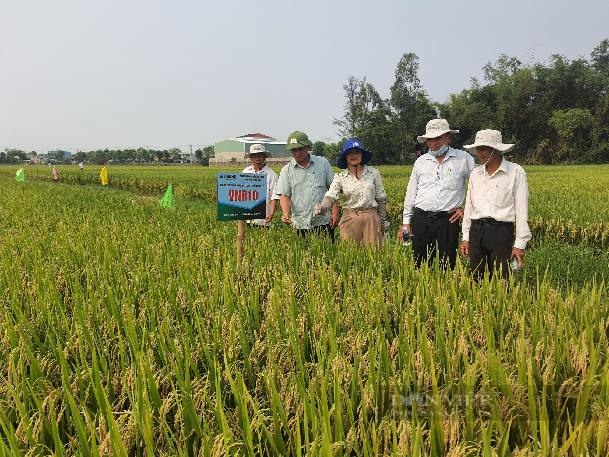 Hai giống lúa của Vinaseed Group tuy mới đưa vào canh tác một, hai vụ nhưng đã gây “thương nhớ” với nông dân - Ảnh 5.