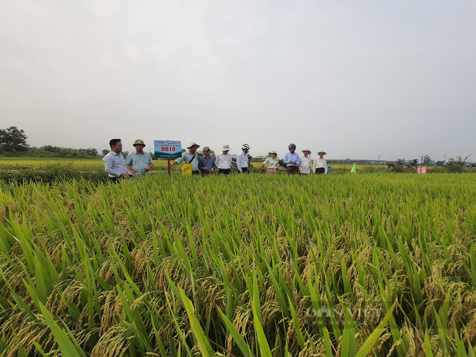 Hai giống lúa của Vinaseed Group tuy mới đưa vào canh tác một, hai vụ nhưng đã gây “thương nhớ” với nông dân - Ảnh 6.