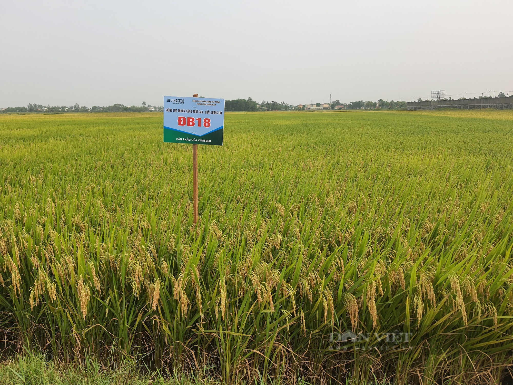 Hai giống lúa của Vinaseed Group tuy mới đưa vào canh tác một, hai vụ nhưng đã gây “thương nhớ” với nông dân - Ảnh 7.