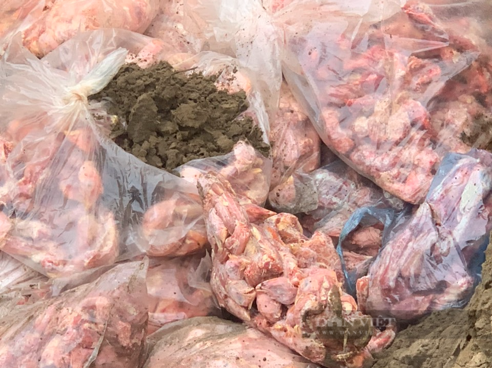 Nghệ An: Hơn nửa tấn cổ cánh gà đông lạnh suýt bị tuồn ra thị trường - Ảnh 2.