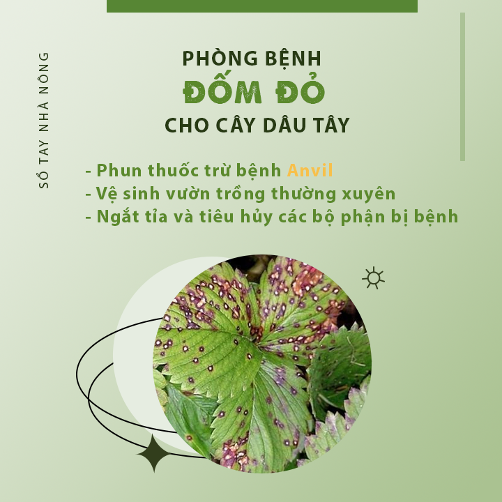 SỔ TAY NHÀ NÔNG: Một số bệnh trên cây dâu tây và phương pháp chữa trị. - Ảnh 2.