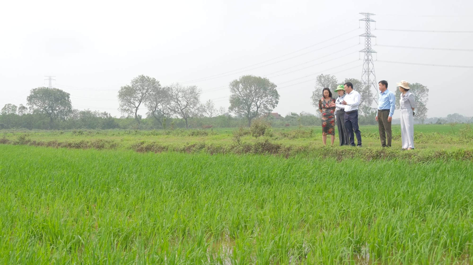 Tập trung ruộng đất - nhìn từ mô hình lúa hữu cơ tại Hà Nội - Ảnh 1.