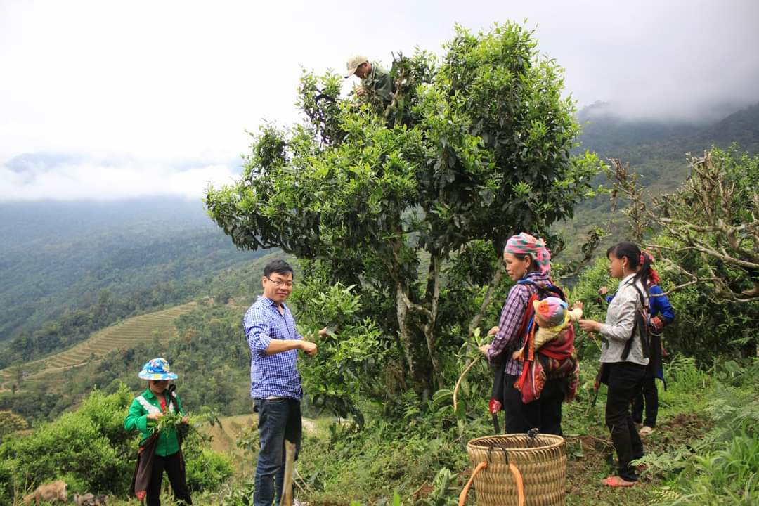 Nhờ nuôi con ủn ỉn và trồng rừng lão nông Hà Giang thu lãi 100 triệu đồng/năm - Ảnh 3.