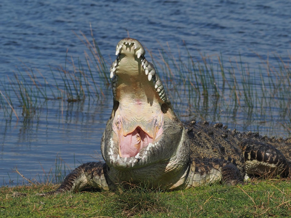 Nhiếp ảnh gia kể chuyện săn ảnh con cá sấu khổng lồ ở Mỹ - Ảnh 1.