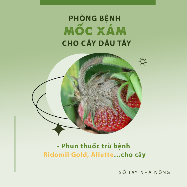 Một số bệnh trên cây dâu tây và phương pháp chữa trị  - Ảnh 2.