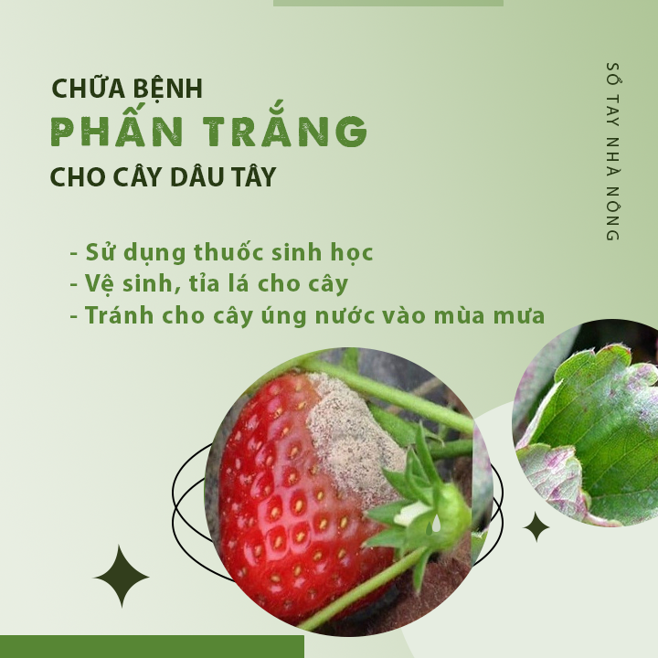 Một số bệnh trên cây dâu tây và phương pháp chữa trị  - Ảnh 3.