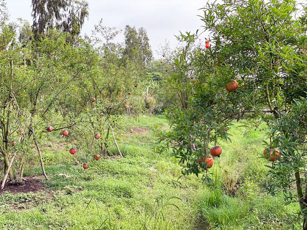 Ngẩn ngơ vườn lựu đỏ Peru ở Thoại Sơn - Ảnh 3.