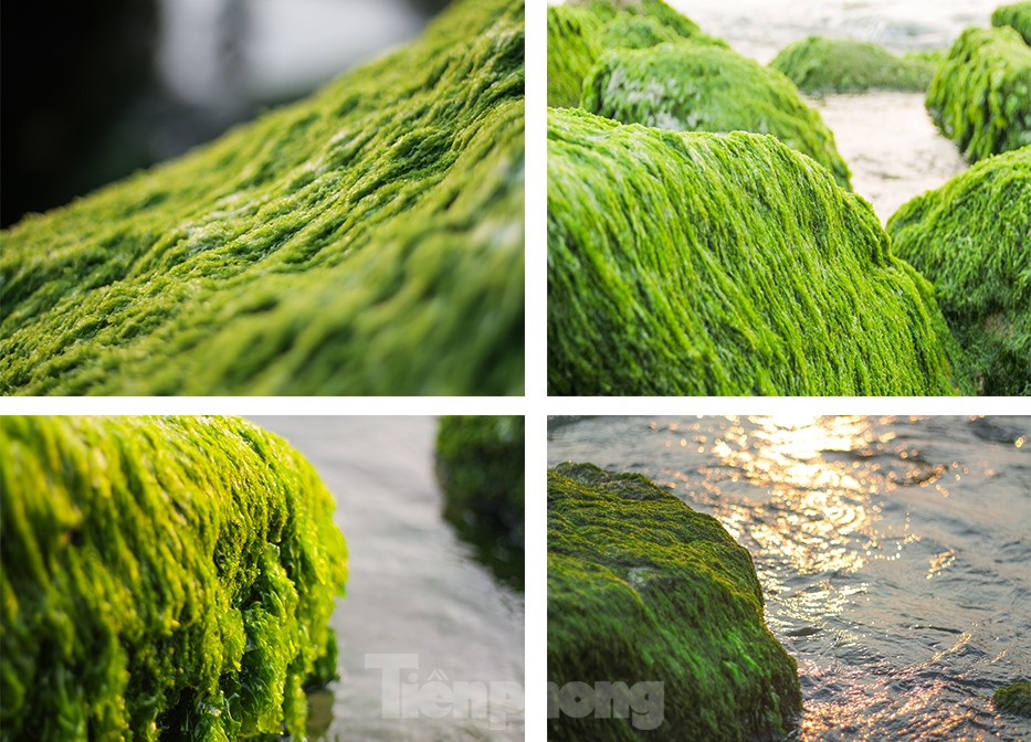 Thích thú check-in với thảm rêu đẹp hiếm có ở biển Quy Nhơn - Ảnh 2.