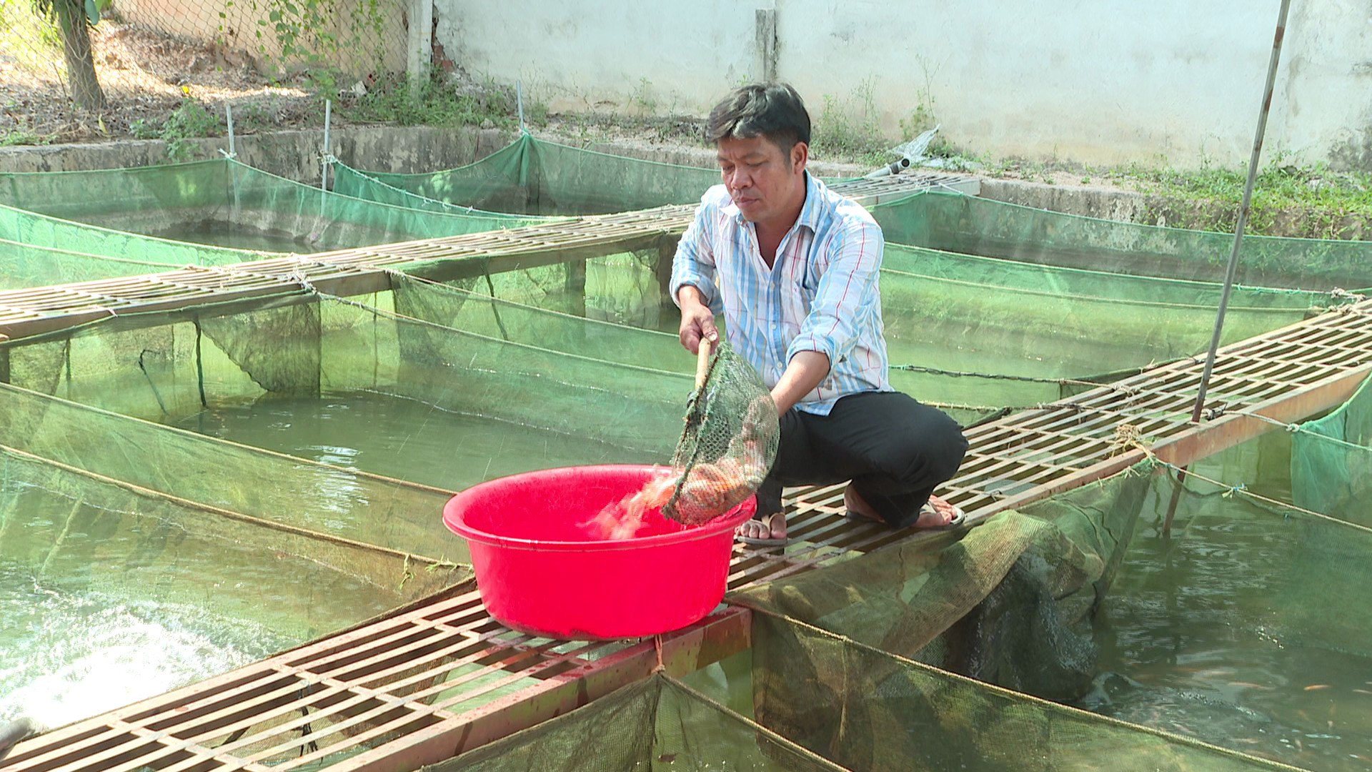 Nuôi cá dày đặc, mới be bé đã vợt lên bán hết sạch, ông nông dân Tây Ninh thu nhập 15 triệu/tháng - Ảnh 1.