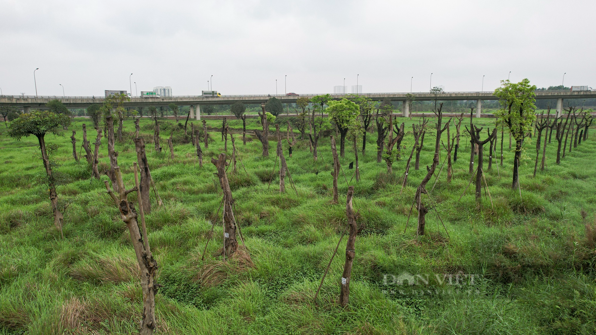 Vườn ươm cây di dời từ các dự án giao thông tại Hà Nội đang dần trở thành &quot;nghĩa địa&quot; cây cổ thụ - Ảnh 1.