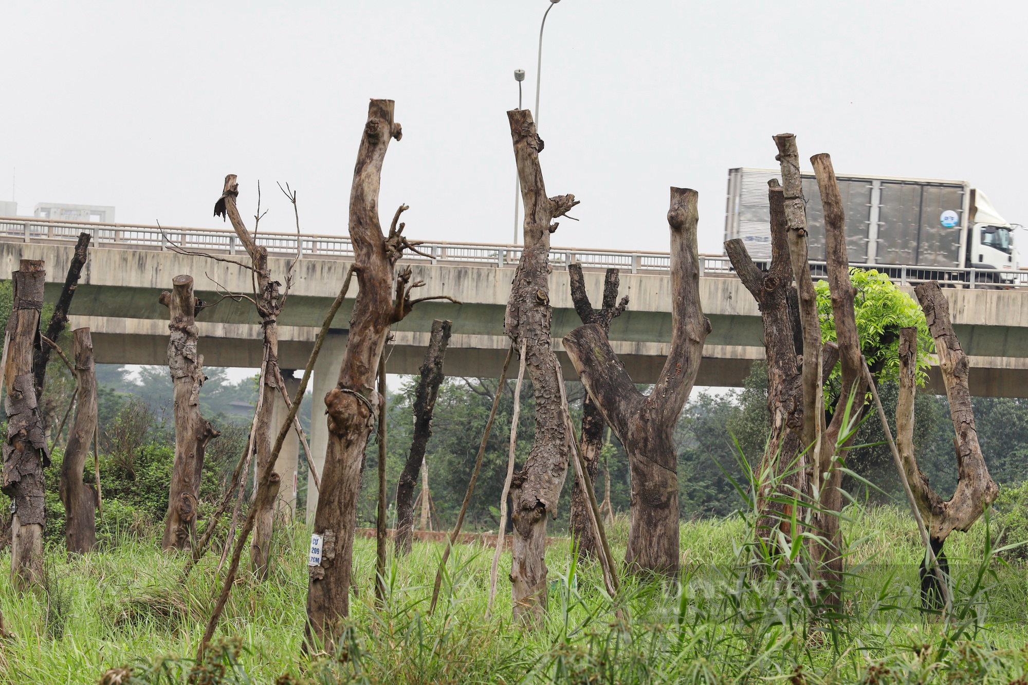 Vườn ươm cây di dời từ các dự án giao thông tại Hà Nội đang dần trở thành &quot;nghĩa địa&quot; cây cổ thụ - Ảnh 2.
